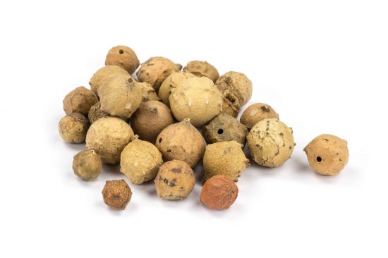 Oak Apples