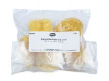 Natural Sponge, small